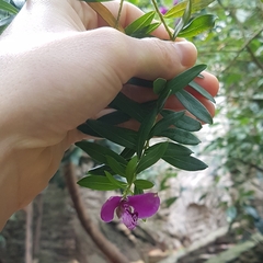 Polygala myrtifolia