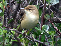 Acrocephalus scirpaceus baeticatus