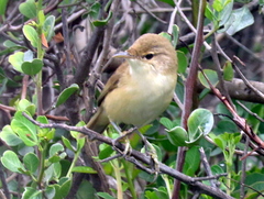 Acrocephalus scirpaceus baeticatus