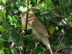Acrocephalus scirpaceus baeticatus