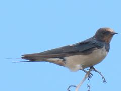 Hirundo rustica rustica