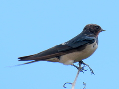 Hirundo rustica rustica
