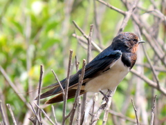Hirundo rustica rustica