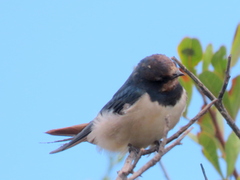 Hirundo rustica rustica