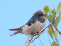 Hirundo rustica rustica