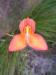Disa uniflora