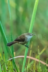 Acrocephalus gracilirostris