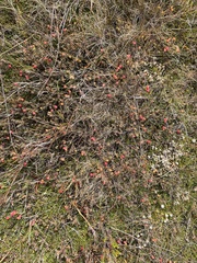 Acrothamnus colensoi