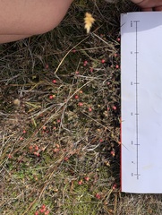 Acrothamnus colensoi