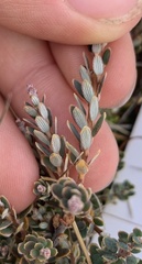 Acrothamnus colensoi