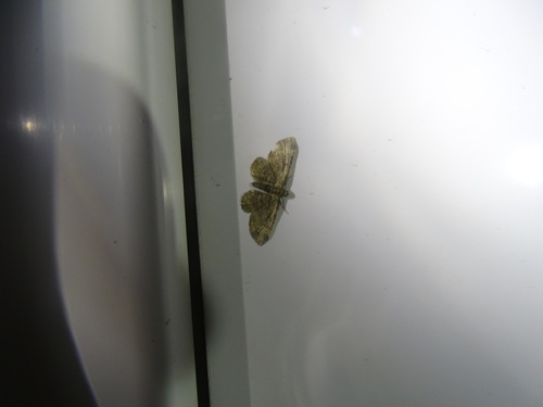 Green Pug, 6107 Stevensweert, Nederland, photo 8 of 10