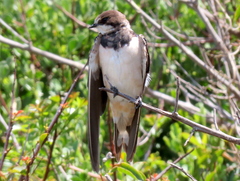 Hirundo rustica rustica