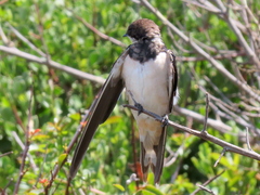 Hirundo rustica rustica