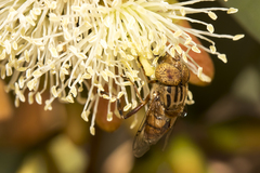 Eristalinus punctulatus