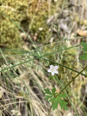 Geranium potentilloides