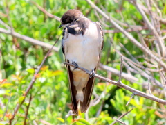 Hirundo rustica rustica