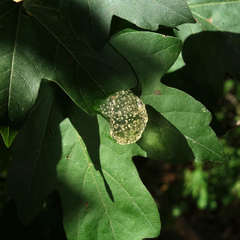 Hyla arborea