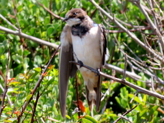 Hirundo rustica rustica