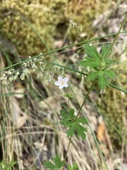 Geranium potentilloides