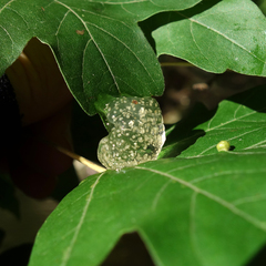 Hyla arborea