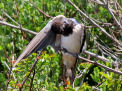 Hirundo rustica rustica