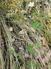 Geranium potentilloides