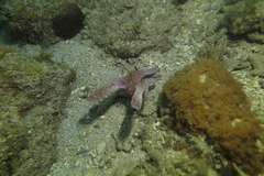 Solenostomus cyanopterus