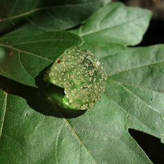 Hyla arborea