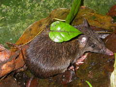 Echymipera kalubu