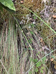 Geranium potentilloides