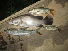 Hydrocynus forskahlii