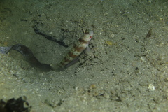 Amblyeleotris periophthalmus