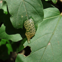 Hyla arborea