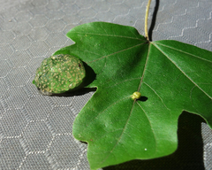 Hyla arborea