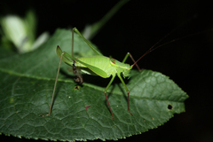 Leptophyes laticauda