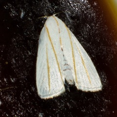 Cryptophasa flavolineata