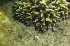 Amblycirrhitus bimacula