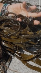 Laminaria digitata