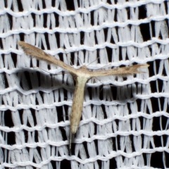 Stenoptilodes taprobanes