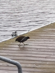 Gallinula chloropus