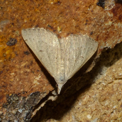 Dichromodes limosa