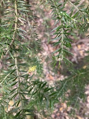 Acacia verticillata verticillata