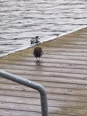 Gallinula chloropus