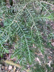Acacia verticillata verticillata