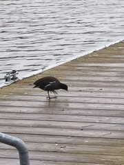Gallinula chloropus
