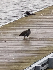 Gallinula chloropus