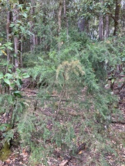Acacia verticillata verticillata