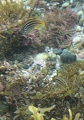 Atypichthys strigatus