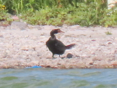 Microcarbo coronatus