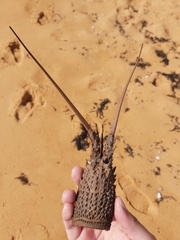 Sagmariasus verreauxi